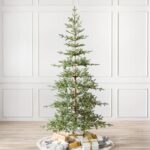 Alpine Balsam Fir Trees