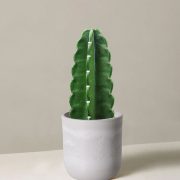 Cuddly Cactus