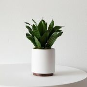 Dracaena Compacta