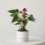 Anthurium – King of hearts