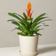 Bromeliad Vriesea